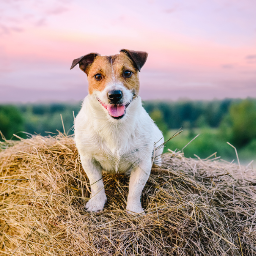 Pet food and supplies