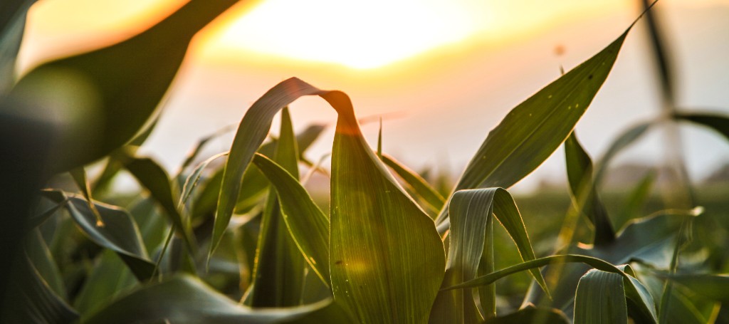 Cornfield at sunset in North Alabama
