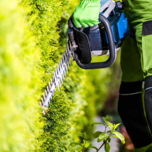 Person in green attire using a hedge trimmer on a lush, vibrant green bush. The scene conveys precision and calm focus in gardening.