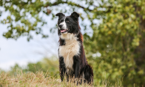 A cheerful black and white Border Collie sits on grass, surrounded by lush green trees. The dog looks alert and content under a clear sky.