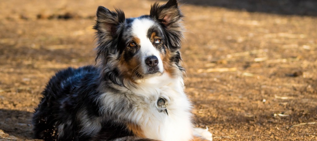 Fluffy tricolor Australian Shepherd sits outdoors on dry ground, gazing at the camera with alert, gentle eyes in warm sunlight.