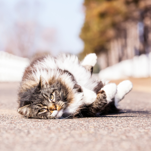 Fluffy tabby cat with white paws lies on its side on a sunlit road, looking relaxed. Blurry trees and fence create a peaceful background.