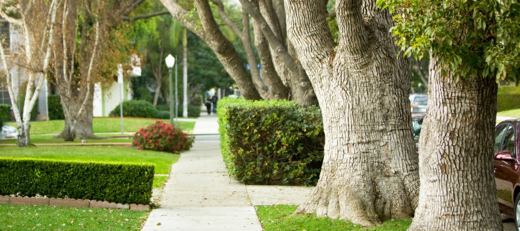 Tree-lined sidewalk with large, gnarled trunks and trimmed hedges. Red flowers and a soft-focus background create a peaceful, suburban feel.