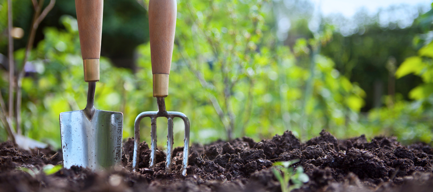 A small spade and garden fork stand in freshly turned soil, with leafy plants blurred behind them