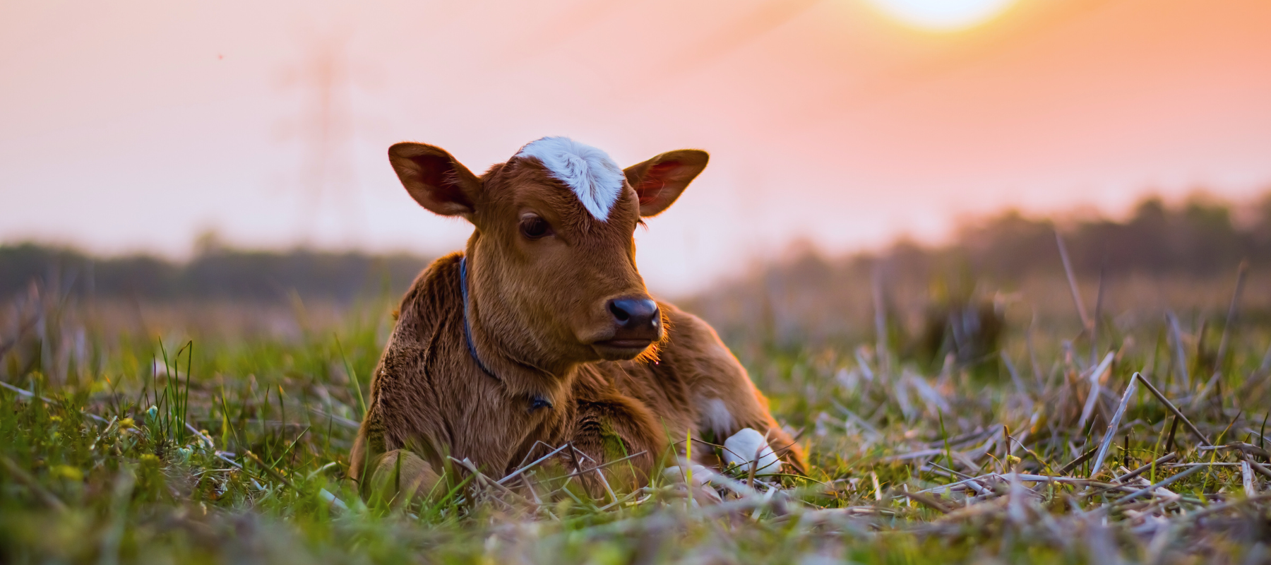 A young brown calf rests in a grassy field at sunset, with a blue cloth on its forehead