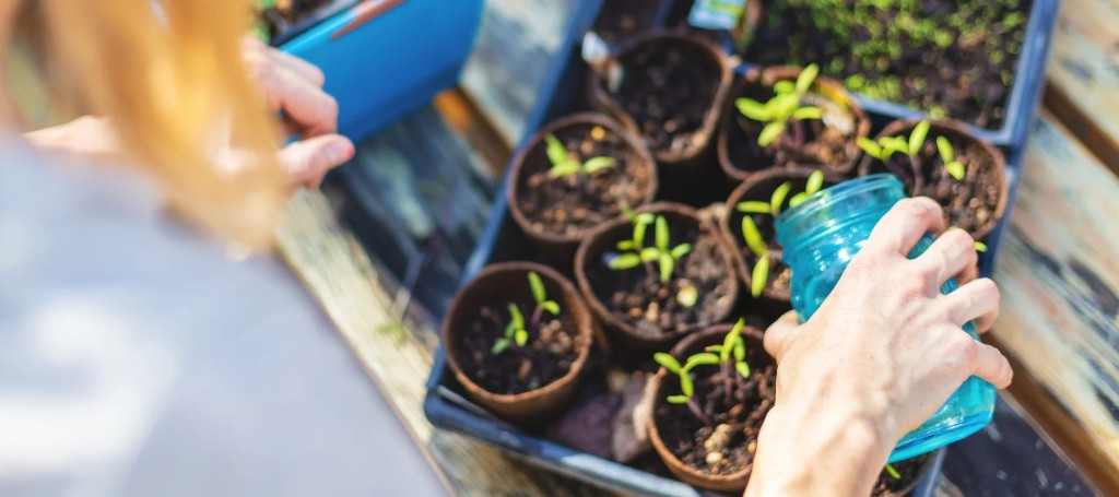 A person waters young seedlings in small pots inside a greenhouse, nurturing new growth in a calm, hands-on gardening scene.
