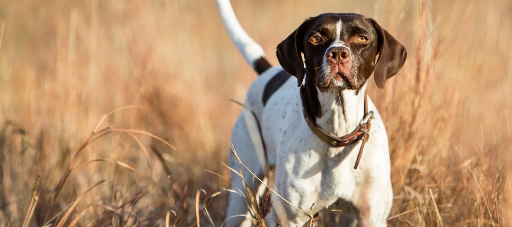 A brown-and-white hunting dog stands alert in golden prairie grass, wearing a collar and looking toward the camera in warm sunlight.