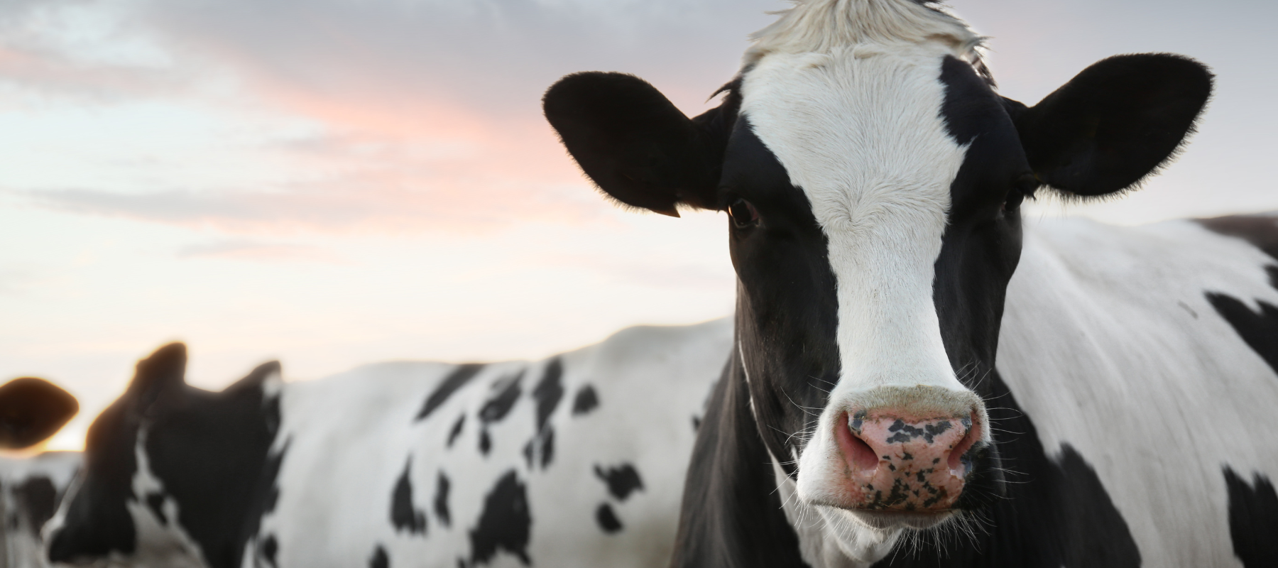 A close-up of a black and white Holstein cow with a calm expression set against a soft pastel sunset sky. Other cows are blurred in the background.