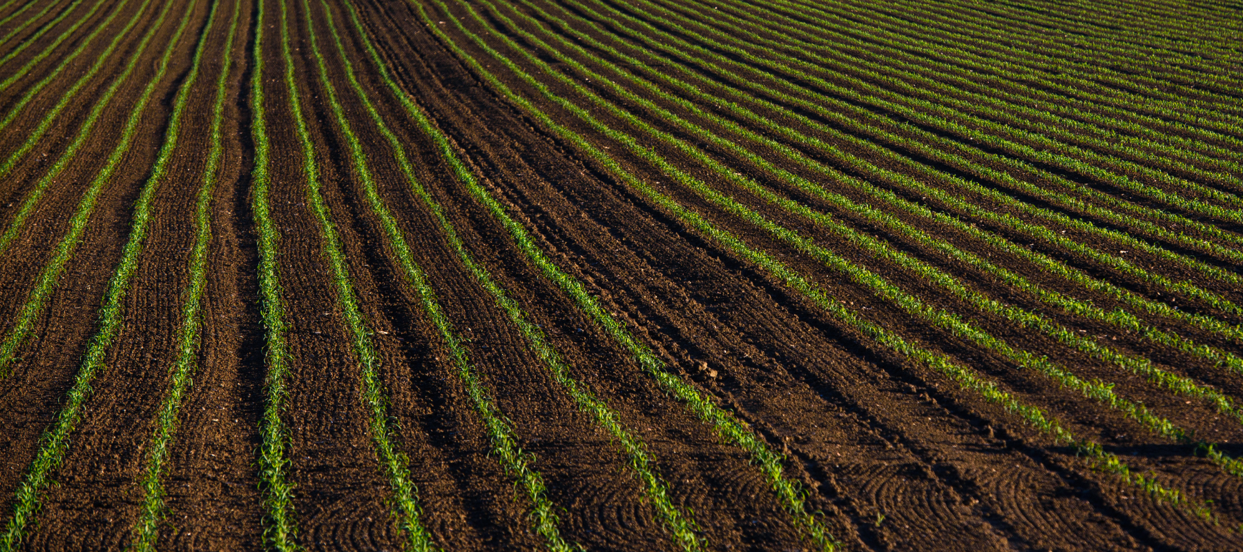 Freshly plowed field with parallel rows of sprouting green plants in rich dark soil, evoking agricultural growth and potential.