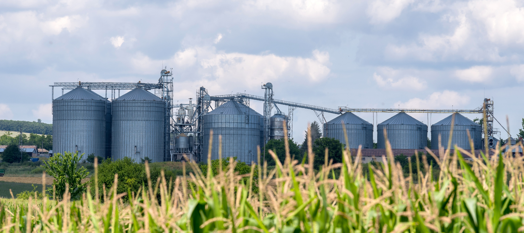 Industrial silos stand tall against a blue sky, surrounded by lush green corn fields in a serene rural agricultural setting.