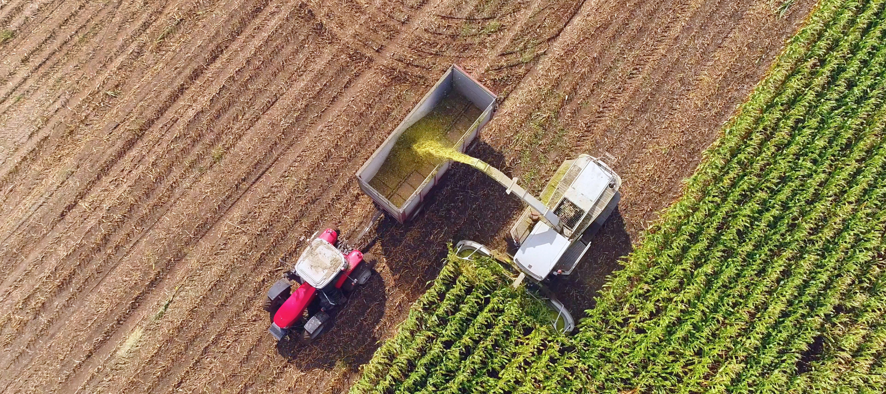 Tractor harvesting crops in a field near Elizabethtown, Kentucky.