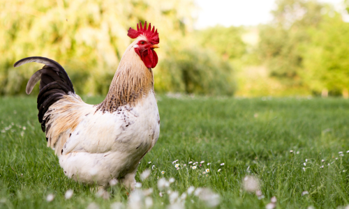 Poultry supplies inside Strathmore Feed & Pet store.