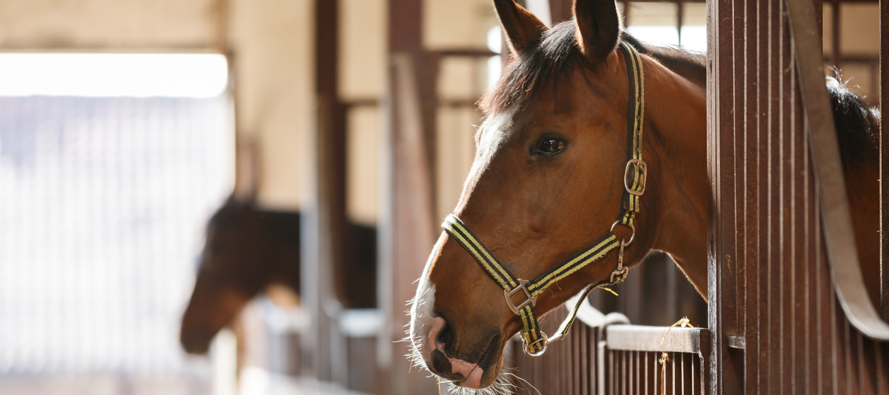 Feed, tack, and pet supplies stocked inside Strathmore Feed & Pets Store.