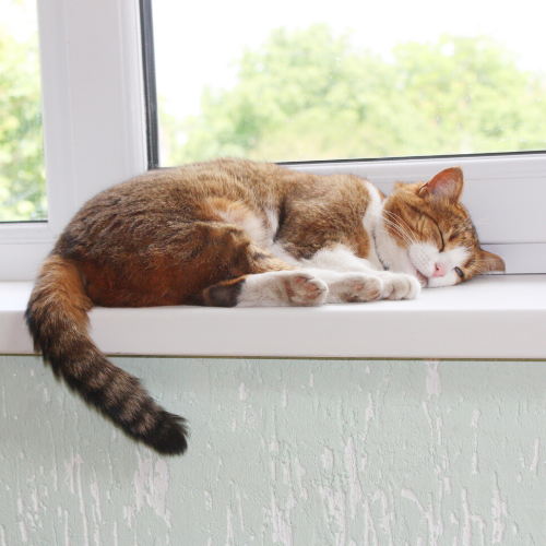 A ginger-and-white cat sleeps curled on a sunny windowsill, tail dangling over the edge