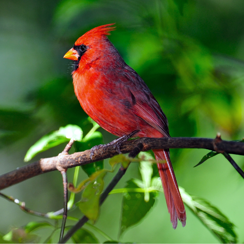 A vivid red male cardinal with a pointed crest and orange beak perches on a branch amid lush green foliage