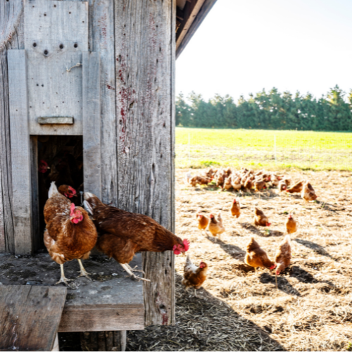 Brown hens step from a weathered wooden coop into a sunny farmyard beside a green field