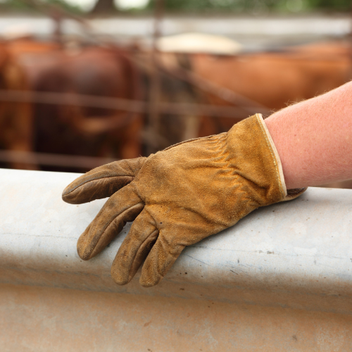 A worn brown leather work glove rests on a white metal rail, with blurred cattle behind it
