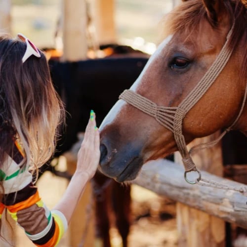 A young woman gently touches noses with a calm chestnut horse in a rope halter at a stable, sharing a quiet, affectionate moment.