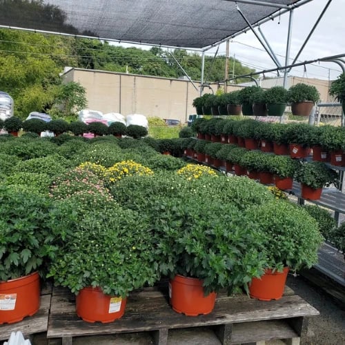 Rows of lush potted chrysanthemums, including yellow, pink, and white blooms, fill an outdoor garden center beneath a shade canopy, creating a calm, abundant scene.