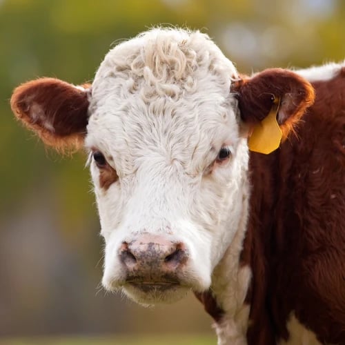 Close-up portrait of a brown-and-white Hereford cow looking calmly at the camera in a green pasture, its yellow ear tag visible against a softly blurred background.