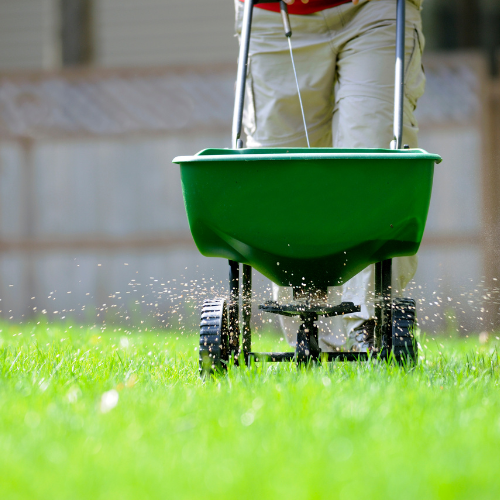 Fertilizer being spread on a lawn