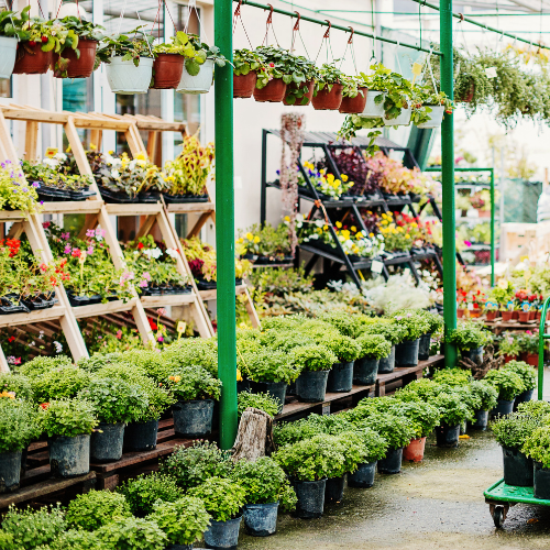 Rows of vibrant potted plants and flowers in a garden center with colorful blooms on wooden shelves