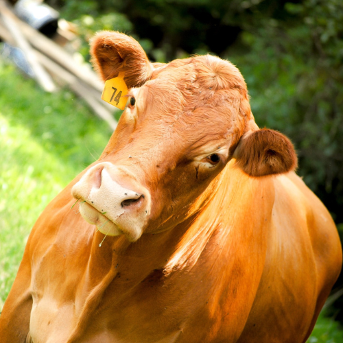 Brown cow with an ear tag — farm and ranch supplies at Southern States Hardin Coop.
