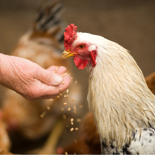 Chicken being fed by hand — feed and supplies at Southern States Hardin Coop.