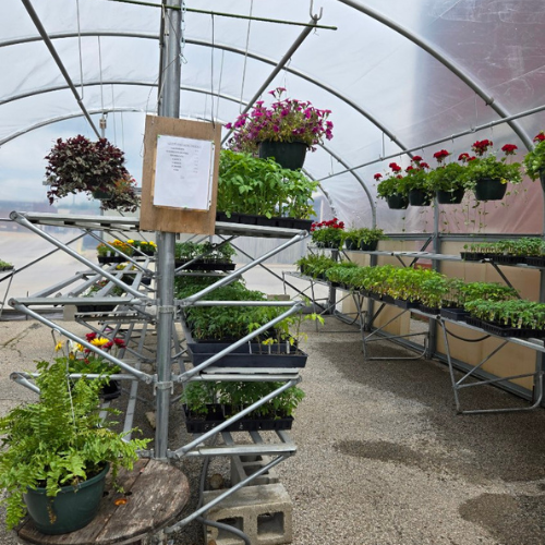 Garden supplies and live plants inside of a greenhouse outside of Salem Lumber and Feed.