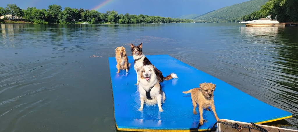 Three dogs stand on a bright blue floating dock in a calm lake, with forested hills and a boat in the background; the scene feels peaceful and playful.