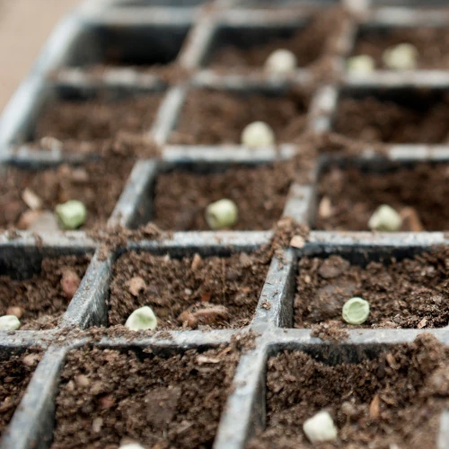 Close-up of pale seeds scattered in soil-filled sections of a seed-starting tray, suggesting the quiet, hopeful beginning of a garden.