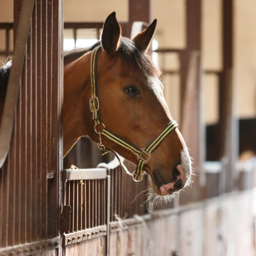 A calm chestnut horse wearing a green-and-yellow halter leans its head out from a wooden stable stall, warmly lit in a quiet barn.