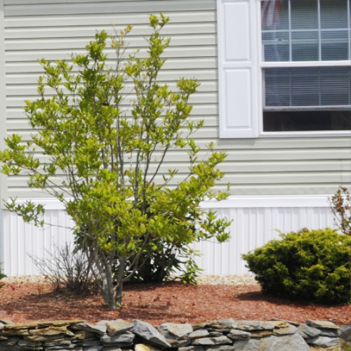 A leafy young tree and rounded shrub sit in a tidy mulched garden bed edged with stone beside a light-sided house, creating a calm, cared-for feel.