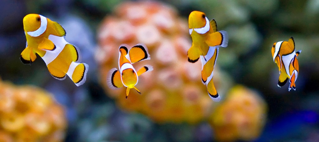 Colorful clownfish swimming together