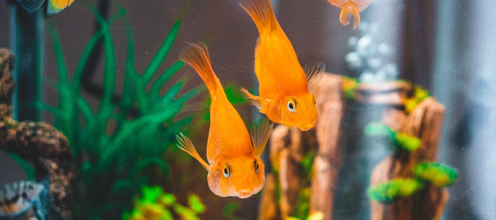 Vibrant orange parrot cichlids swimming in a planted aquarium
