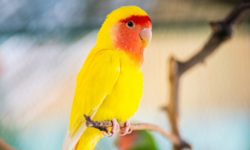 A vibrant yellow lovebird with a rose-colored face