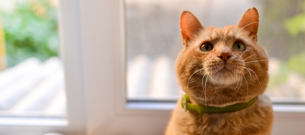 A ginger cat with green eyes sitting by a sunlit window