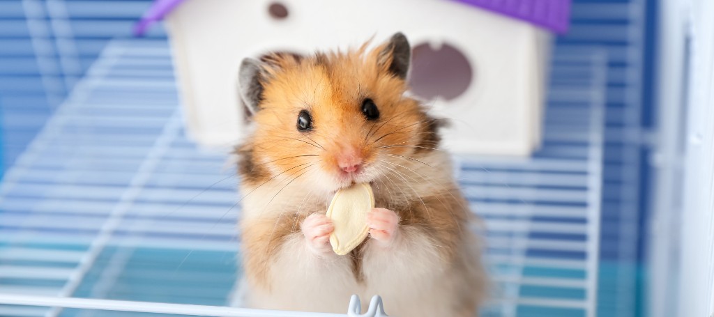 A fluffy hamster holding a seed in its paws