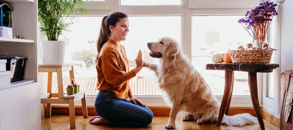 A woman giving a high-five to a golden retriever in a bright, welcoming room
