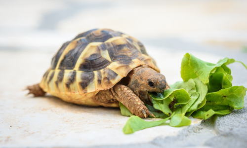 A tortoise enjoying fresh greens