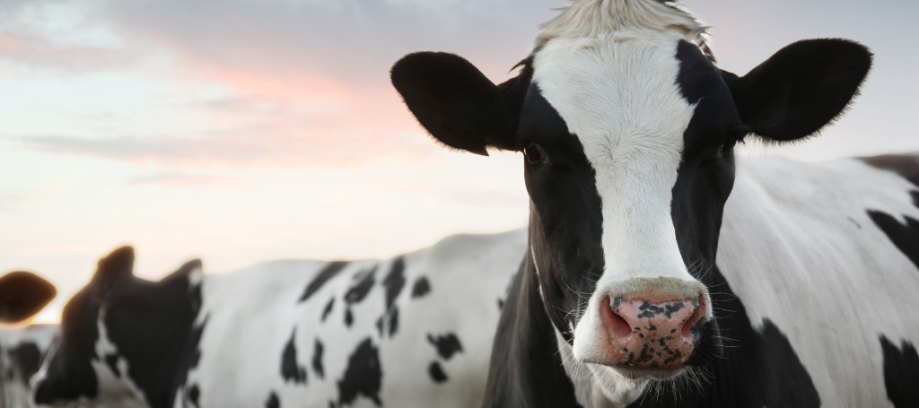 A black-and-white Holstein cow gazes into the camera in a grassy field, with another cow behind her and a soft pink sunset sky.