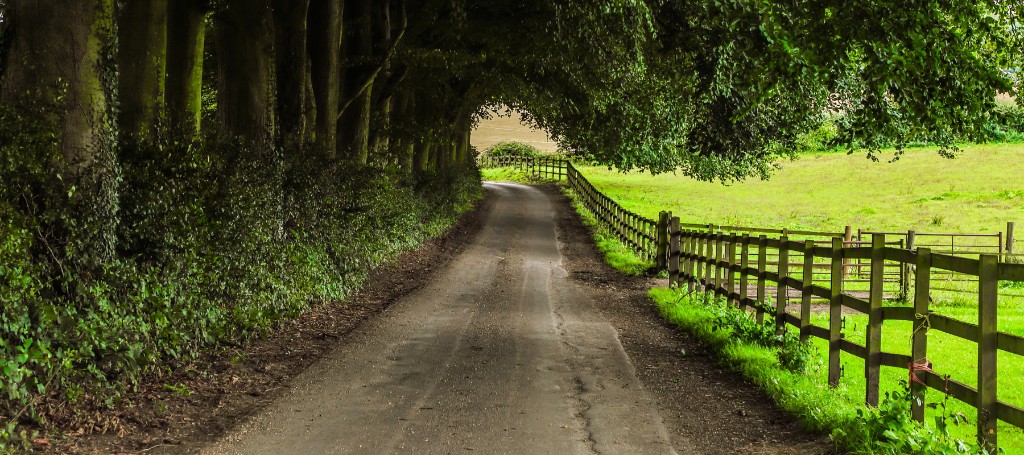A quiet country lane curves beneath a canopy of trees, with a wooden fence bordering a bright green pasture.