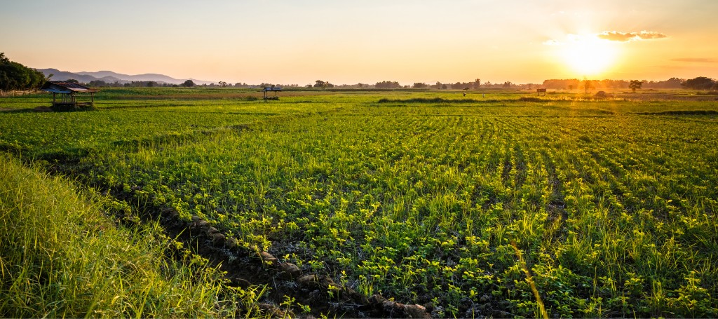 Rows of lush green crops stretch across a broad field toward distant hills, glowing under a low golden sunset.
