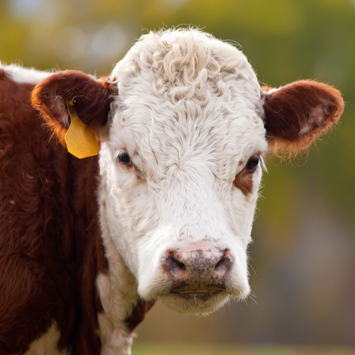 Close-up portrait of a brown-and-white cow with a curly white face and yellow ear tag, looking calmly at the camera.