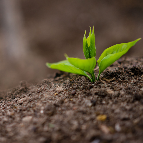 A vivid green seedling with fresh leaves emerges from dark, textured soil against a softly blurred brown background.