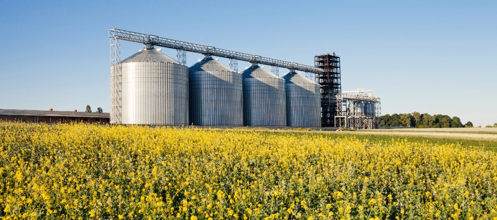 A broad field of yellow flowers stretches toward towering silver grain silos and conveyors beneath a clear blue sky.