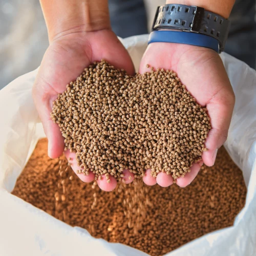 Close-up of cupped hands holding small brown pellets above an open sack filled with more.